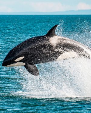 Image post by @animalplanet on Instagram