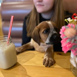 Image post by @whitmanpets on Instagram