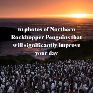 Image post by @rspb on Instagram