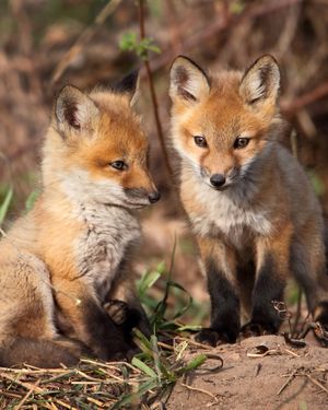 Image post by @animalplanet on Instagram