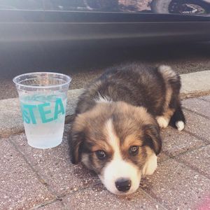 Image post by @davidstea on Instagram