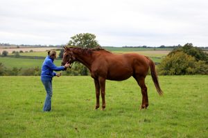 Image post by @godolphin on Instagram