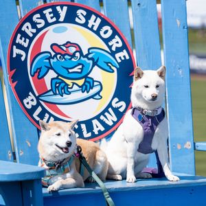 Image post by @blueclaws1 on Instagram
