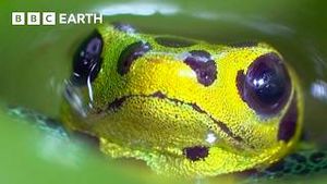Video post by @bbcearth on YouTube