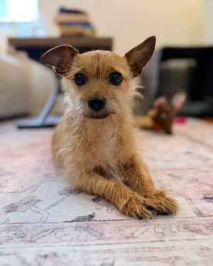 Image post by @heartsandbonesrescue on Instagram