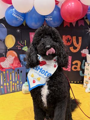 Image post by @petsmart on Instagram