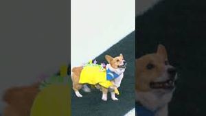 Video post by @Los Angeles Chargers on YouTube