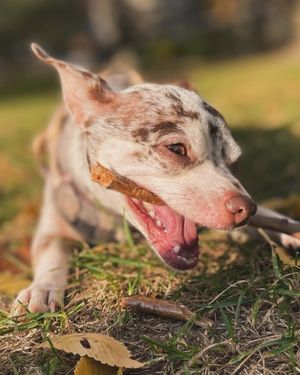 Image post by @pupcorntreats on Instagram