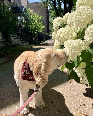 Image post by @bostoncollege on Instagram