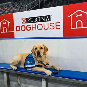 Image post by @stlbluespup on Instagram