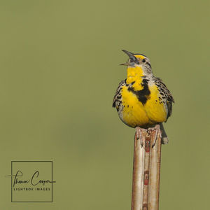 Image post by @lightboximages on Instagram