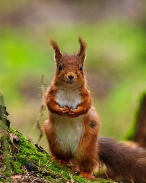 Image post by @rspb on Instagram