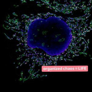 Image post by @biohub on Instagram