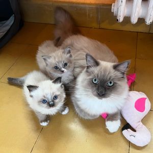 Image post by @brunrik.and.pyrene.ragdolls on Instagram