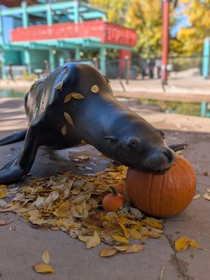 Image post by @denverzoo on Instagram