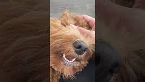 Video post by @tedflixnchill on YouTube