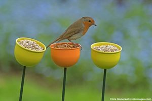 Image post by @rspb on Instagram