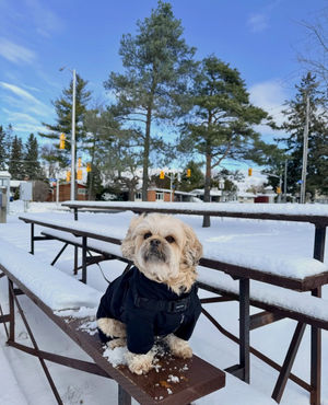 Image post by @canadapooch on Instagram