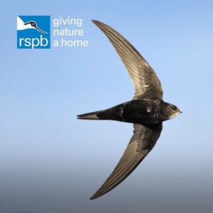 Image post by @rspb on Instagram
