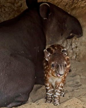 Image post by @sandiegozoo on Instagram