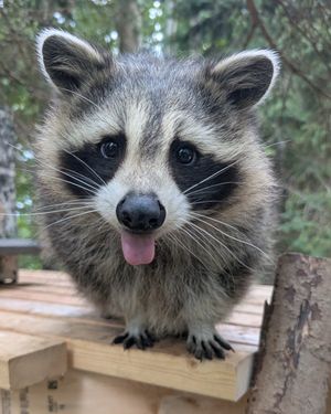 Image post by @thetorontozoo on Instagram