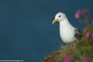 Image post by @rspb on Instagram