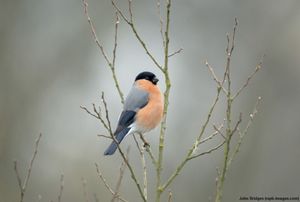 Image post by @rspb on Instagram