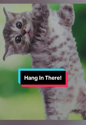 Video post by @thedailyshow on TikTok