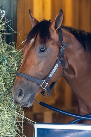 Image post by @BreedersCup on Twitter