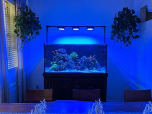 Image post by @aquaillumination on Instagram
