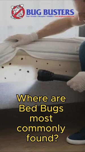 Video post by @bugbustersusa on TikTok