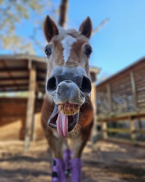 Image post by @zootampa on Instagram