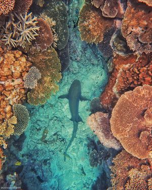 Image post by @oceana on Instagram