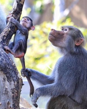 Image post by @sandiegozoo on Instagram