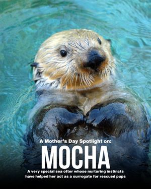 Image post by @seaworldsandiego on Instagram