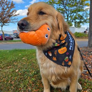 Image post by @petsmart on Instagram