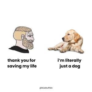 Image post by @bluebuffalo on Instagram
