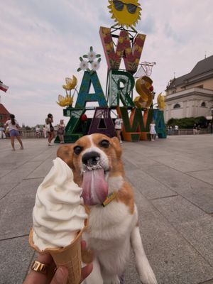 Image post by @ziggy_thecorg on Instagram