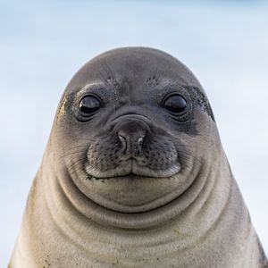 Image post by @animalplanet on Instagram