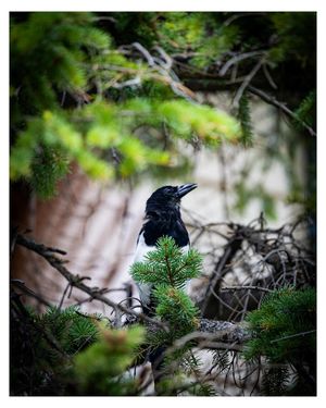 Image post by @izaaks_images on Instagram