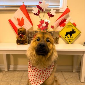 Image post by @tsukitheeurasier on Instagram