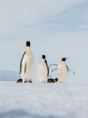 Image post by @white.desert.antarctica on Instagram