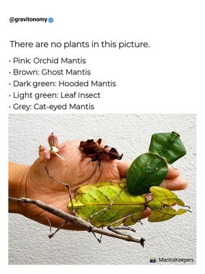 Image post by @gravitonomy on Instagram