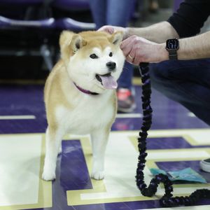 Image post by @UW_MBB on Twitter