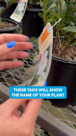 Video post by @lowes on Facebook