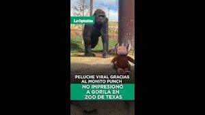 Video post by @laopinionla on YouTube