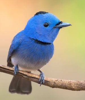 Image post by @Discovery on Twitter