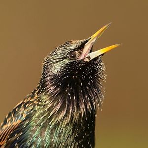 Image post by @rspb on Instagram