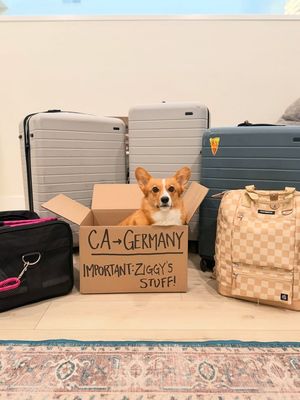 Image post by @ziggythecorg on Facebook