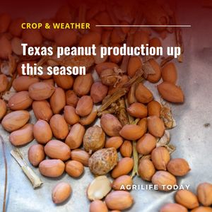 Image post by @txextension on Instagram